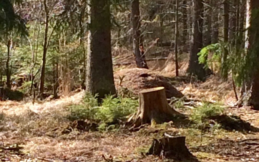 Påskdag i urskogen