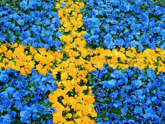 Sveriges nationaldag den 6 juni 2018